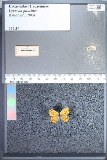 Media type: image;   Entomology 64796